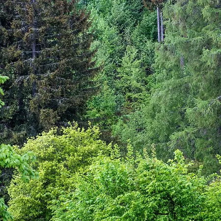 Gechillter Urlaub Mit Hund Und Kind * Schoenwald im Schwarzwald